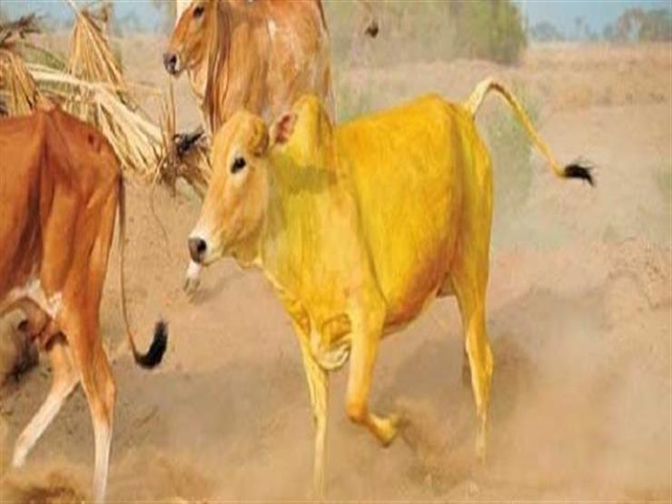 علي جمعة يكشف عن أحد الدروس المستفادة من قصة البقرة في القرآن.. تعرف عليه علي جمعة يكشف عن أحد الدروس المستفادة من قصة البقرة في القرآن.. تعرف عليه