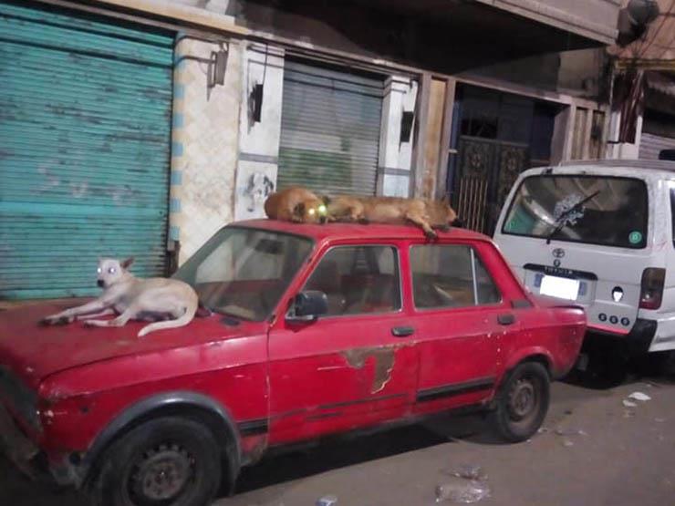 حملة لإعدام "الكلاب الضالة" في حي الجمرك بالإسكندرية حملة لإعدام "الكلاب الضالة" في حي الجمرك بالإسكندرية