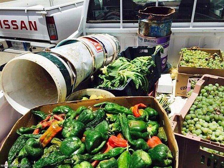 ضبط 27 طن فواكه وخضروات غير صالحة للاستهلاك الآدمي بالشرقية ضبط 27 طن فواكه وخضروات غير صالحة للاستهلاك الآدمي بالشرقية
