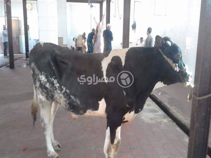 طوارئ في "مجازر الغربية" استعدادًا لعيد الأضحى طوارئ في "مجازر الغربية" استعدادًا لعيد الأضحى
