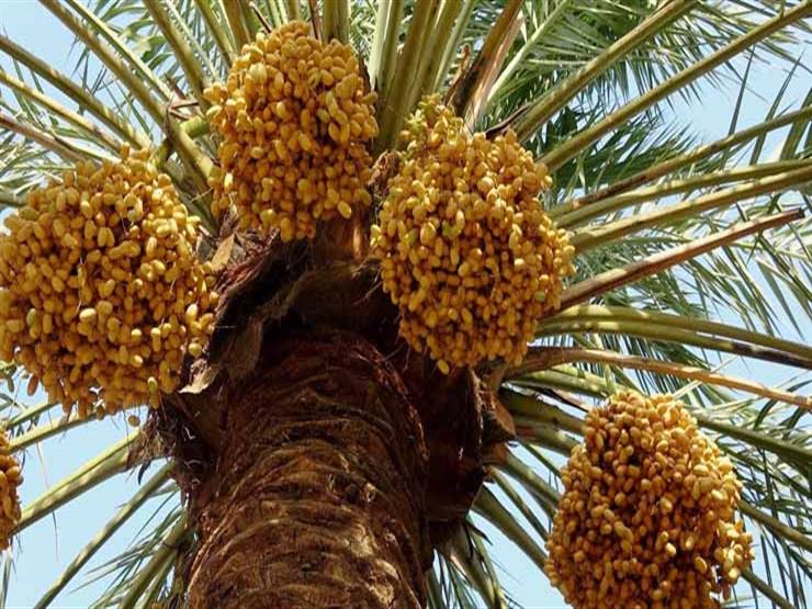 لمكافحة السوس.. فحص ٢٧٨ ألف نخلة بمراكز قنا لمكافحة السوس.. فحص ٢٧٨ ألف نخلة بمراكز قنا