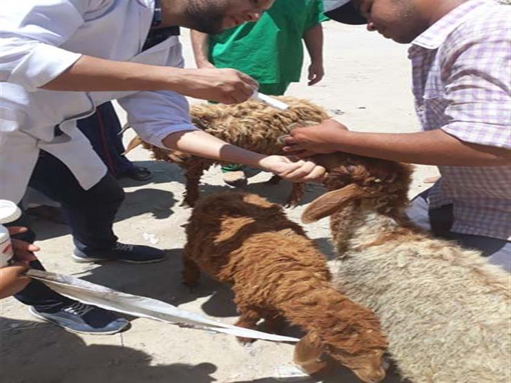 الزراعة تنهي أعمال القوافل البيطرية العلاجية بمحافظة المنيا الزراعة تنهي أعمال القوافل البيطرية العلاجية بمحافظة المنيا