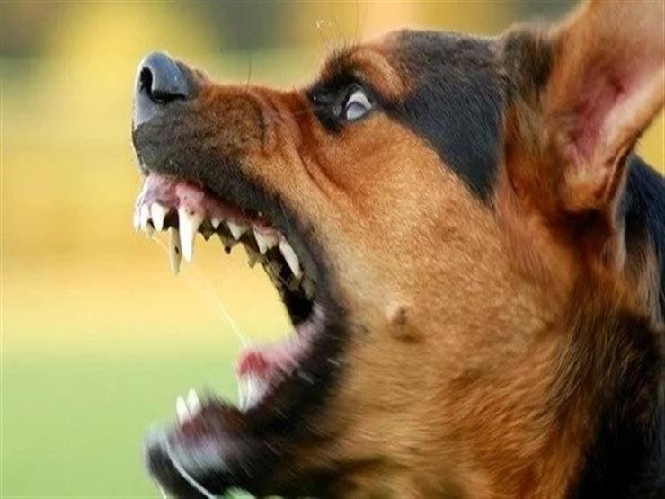 من أسرة واحدة.. كلب ضال يعقر 5 أطفال أمام منزلهم في البحيرة من أسرة واحدة.. كلب ضال يعقر 5 أطفال أمام منزلهم في البحيرة