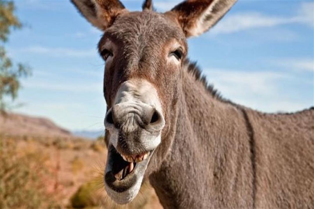 "نفرة الحمار" تصيبك بهذا الفيروس.. إليك الأعراض وطرق العلاج "نفرة الحمار" تصيبك بهذا الفيروس.. إليك الأعراض وطرق العلاج