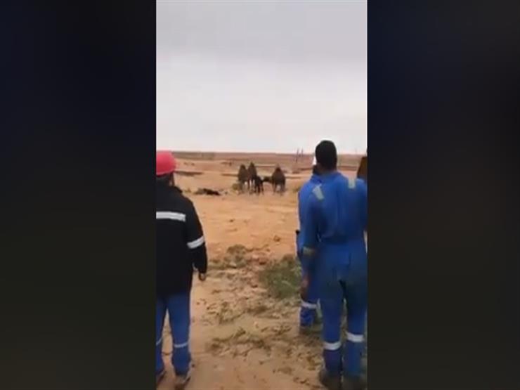 قصة إنقاذ 3 جمال صغيرة بمنطقة بترول في الصحراء الغربية قصة إنقاذ 3 جمال صغيرة بمنطقة بترول في الصحراء الغربية
