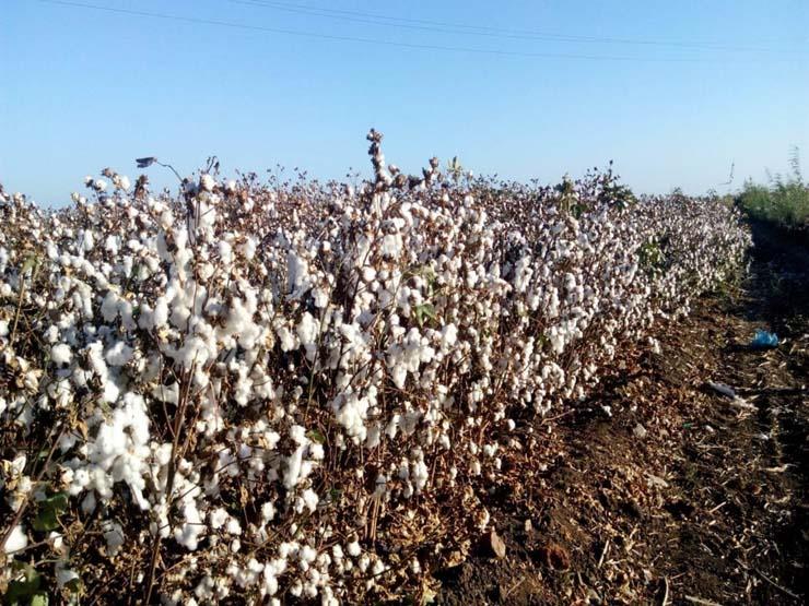 بعد عزوفه الأسبوع الماضي.. لماذا عاد القطاع الخاص للمشاركة في مزادات القطن رغم ارتفاع الأسعار؟ بعد عزوفه الأسبوع الماضي.. لماذا عاد القطاع الخاص للمشاركة في مزادات القطن رغم ارتفاع الأسعار؟