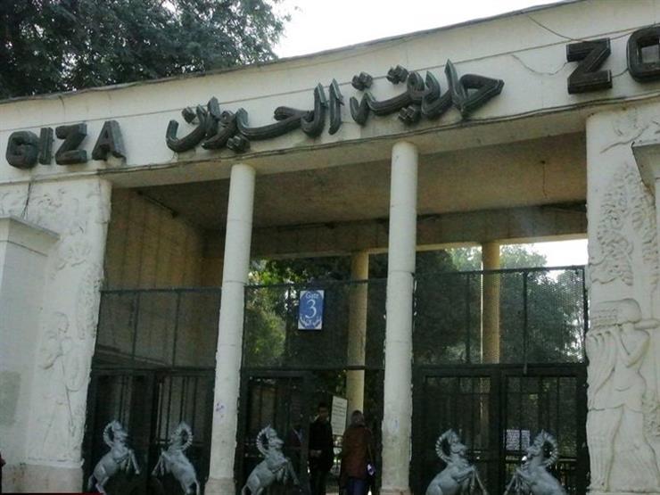 مدير حديقة الحيوان يكشف عدد التماسيح التي تستقبلها الحديقة كل عام مدير حديقة الحيوان يكشف عدد التماسيح التي تستقبلها الحديقة كل عام