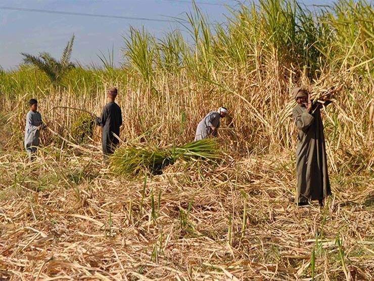 "الزراعة" تصدر نشرة التوصيات الفنية لمزارعي قصب السكر في شهر يوليو "الزراعة" تصدر نشرة التوصيات الفنية لمزارعي قصب السكر في شهر يوليو