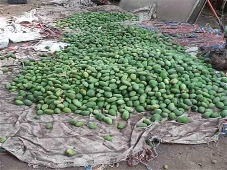 خبير اقتصادي: خسائر مزارعي المانجو بأسوان بسبب العاصفة الترابية تصل لمليار جنيه خبير اقتصادي: خسائر مزارعي المانجو بأسوان بسبب العاصفة الترابية تصل لمليار جنيه