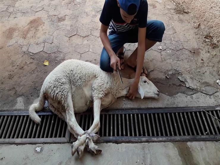 قبل ذبح الأضحية.. 4 آداب وسُنن مستحبة تعرف عليها من الأزهر للفتوى قبل ذبح الأضحية.. 4 آداب وسُنن مستحبة تعرف عليها من الأزهر للفتوى