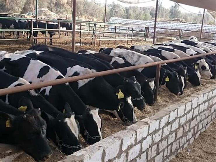 "الرقابة على الواردات" تستقبل 82.4 ألف رأس حيوانات حية استعدادا للعيد "الرقابة على الواردات" تستقبل 82.4 ألف رأس حيوانات حية استعدادا للعيد