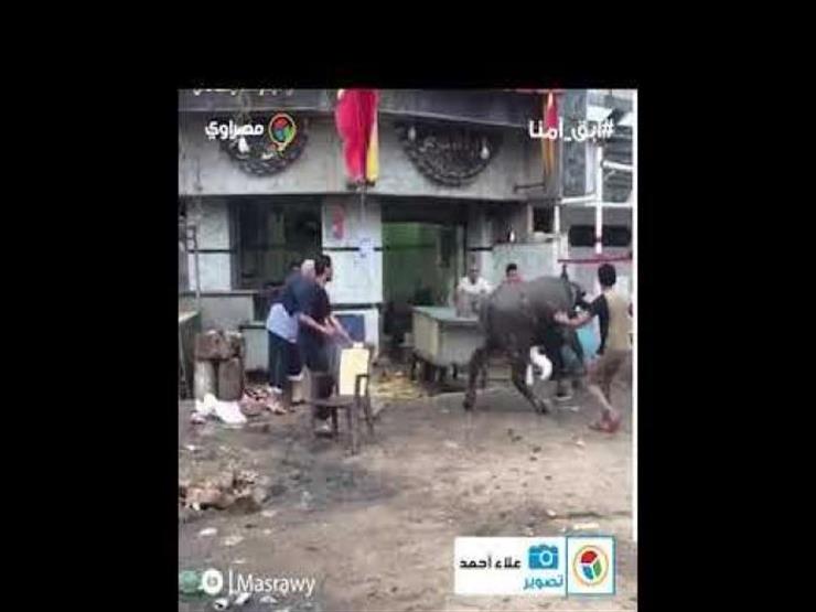 فيديو.. عجل هائج يحاول الهرب من الجزار في عيد الأضحى فيديو.. عجل هائج يحاول الهرب من الجزار في عيد الأضحى