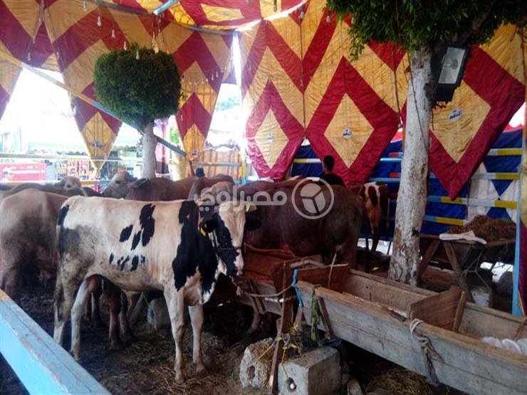 تبدأ من 1950 جنيهًا.. أسعار صكوك الأضحية في 3 مؤسسات خيرية تبدأ من 1950 جنيهًا.. أسعار صكوك الأضحية في 3 مؤسسات خيرية