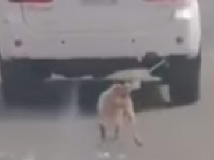 ربط الكلب بسيارته وسحله حتى الموت.. بطل فيديو التعذيب يكشف تفاصيل الواقعة بالإسكندرية ربط الكلب بسيارته وسحله حتى الموت.. بطل فيديو التعذيب يكشف تفاصيل الواقعة بالإسكندرية