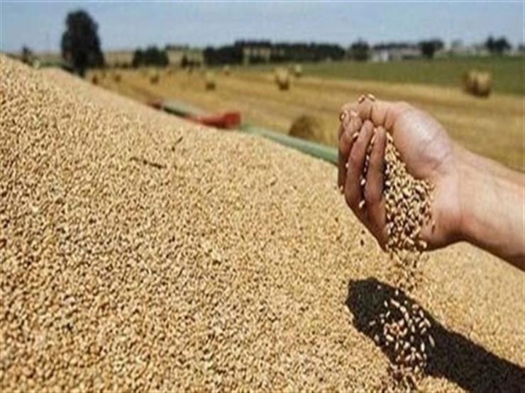 بلومبرج: مصر تشتري أكبر كمية من القمح الروسي منذ 7 سنوات بلومبرج: مصر تشتري أكبر كمية من القمح الروسي منذ 7 سنوات